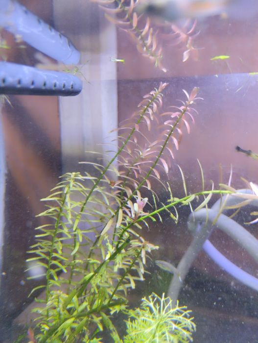 Rotala indica (planta de aquário)