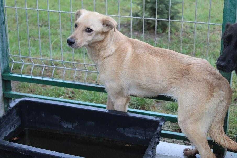 098979 do adopcji