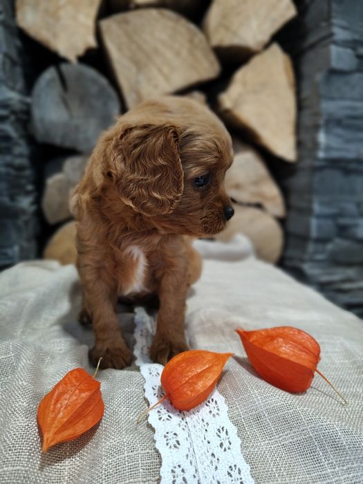 ***Cavapoo - suczka***