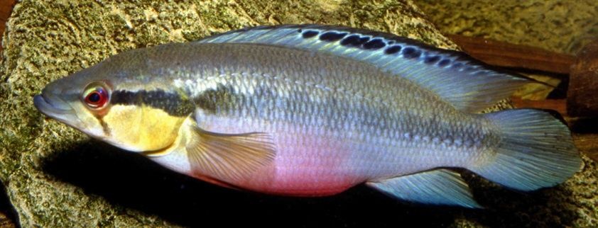 Crenicichla Lepidota (jacunda) 15/20cm