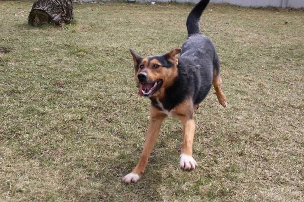 001243 Sprinter do adopcji.