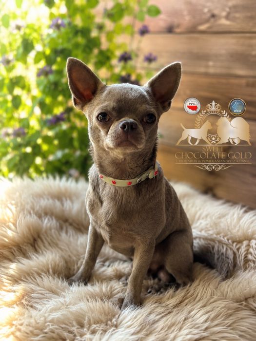 Chihuahua liliowy samiec pies repoduktor badania DNA