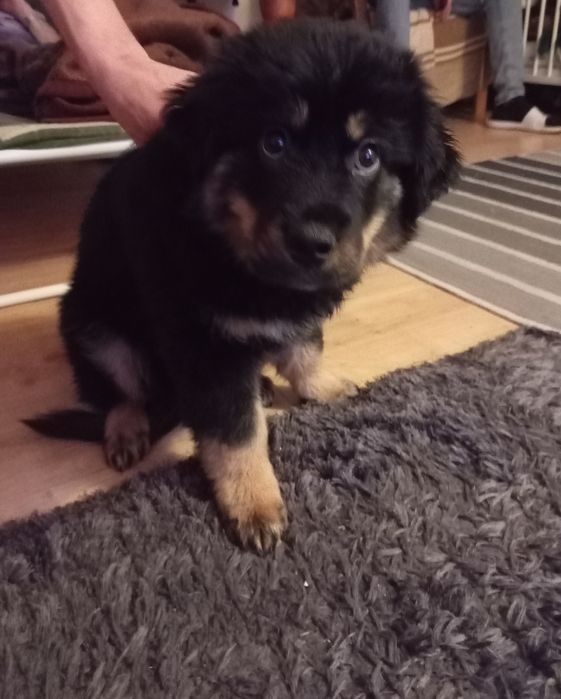 Oddam pieska szczeniaka ma 4 miesiące