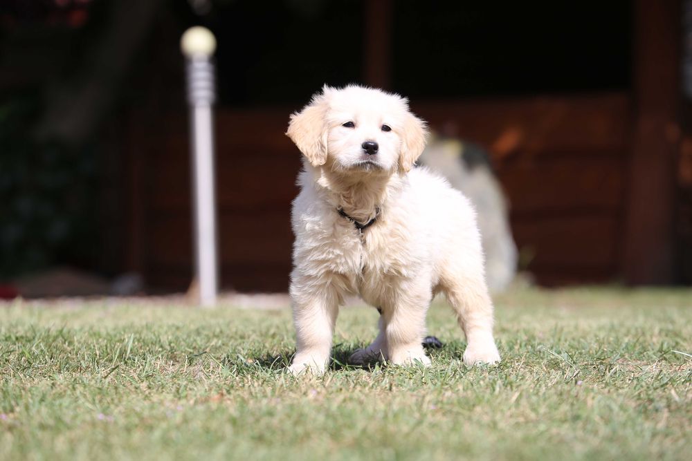Golden Retriever szczeniak suczka
