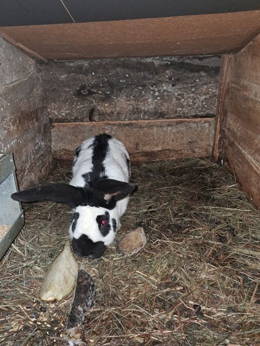 Kroliki nowozelandzki czerwony