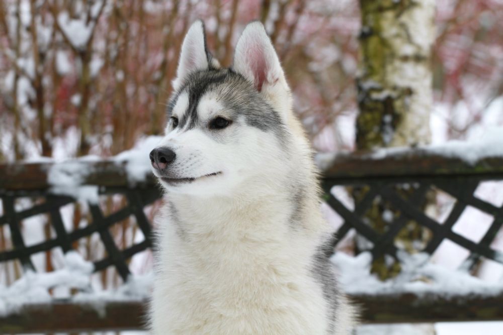 Siberian Husky ZKwP