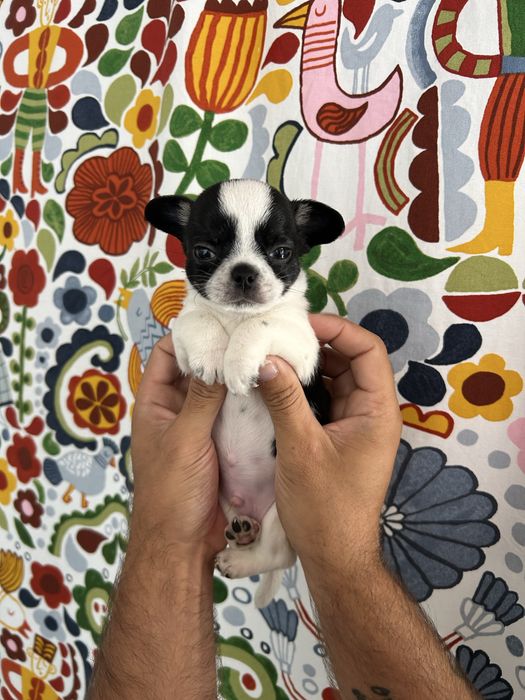 Chihuahua Menino
