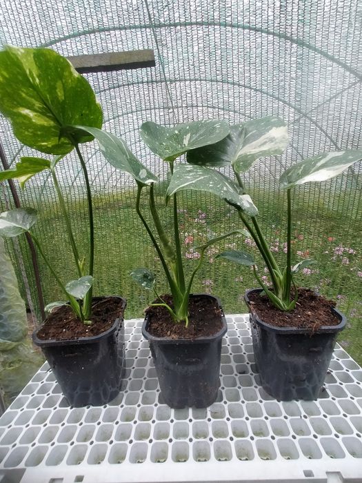 Monstera deliciosa Thai Constelation