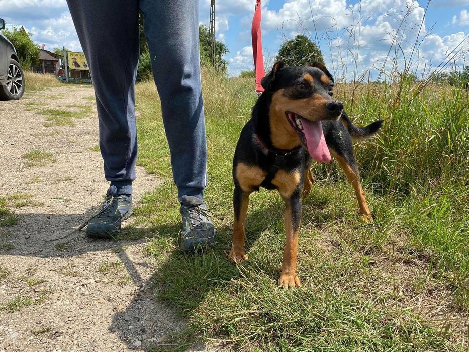 Zyguś - psiak do pokochania