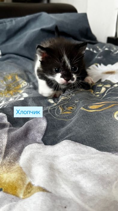 Кошенята шукають сімʼю!!!Безкоштовно!!!