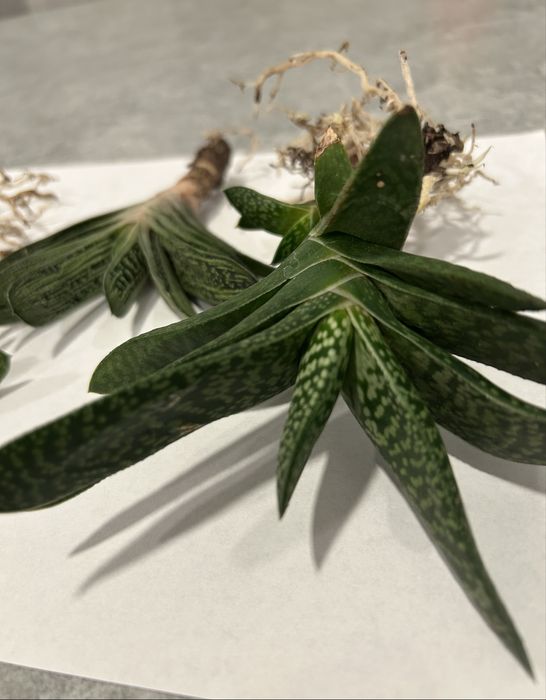 Gasteria - 3 odmiany - sukulent