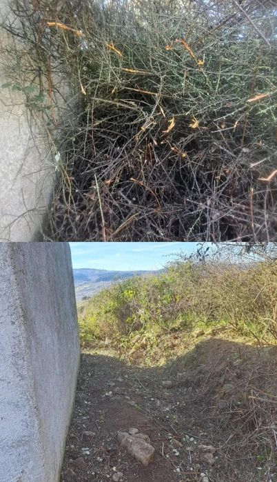 Serviço de limpeza mato e corte de árvores