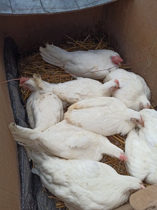 Nioski kury green shell leghorn koguty