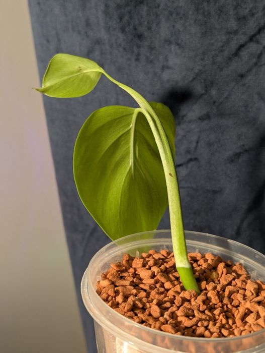 Monstera Sierrana Mexican form