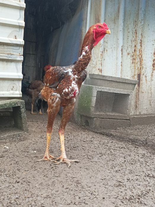 Ovos de Índio Gigante Brasileiro