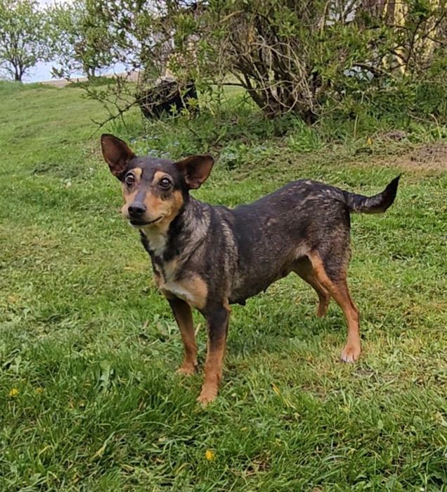 Mala Hania szuka domu