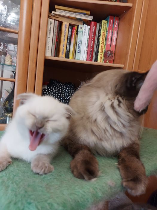 Шотландські висловухі кошенята