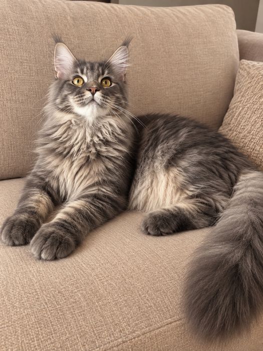 Котик породы Мейн-Кун
