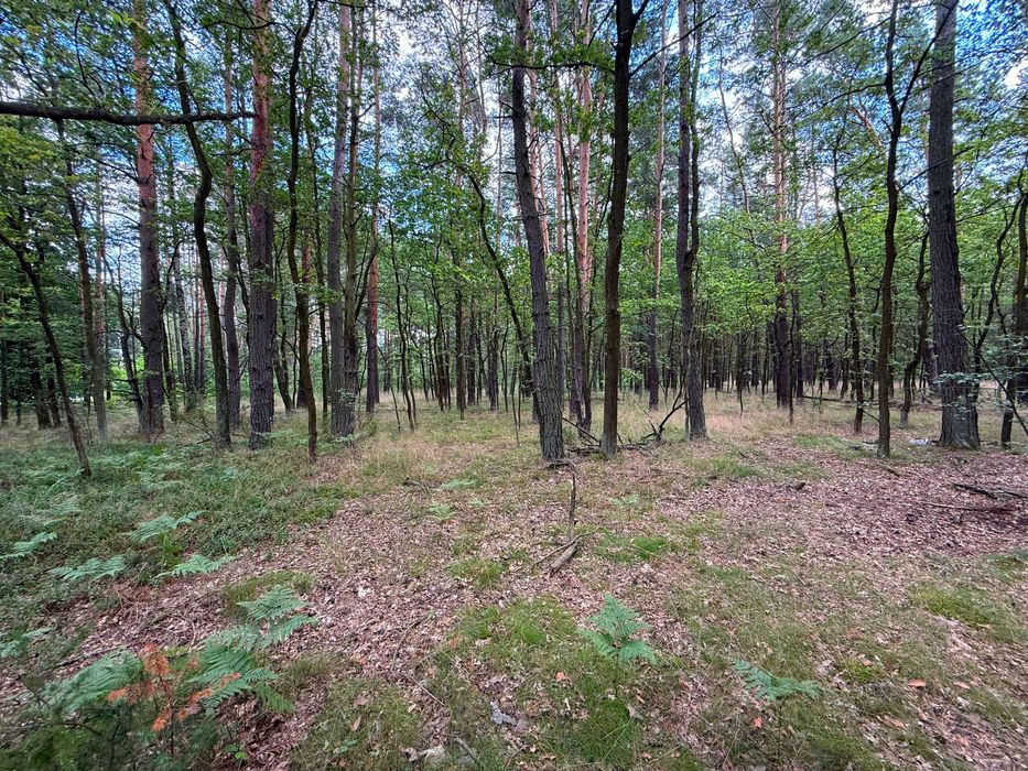 Dom z własnym lasem: uzbrojony front przy asfalcie i sosnowy starodrzew - Widok 4