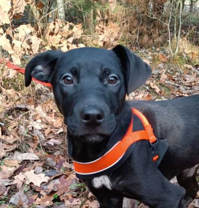 Uratowany G O N Z nadal bez SWOKEGO człowieka!