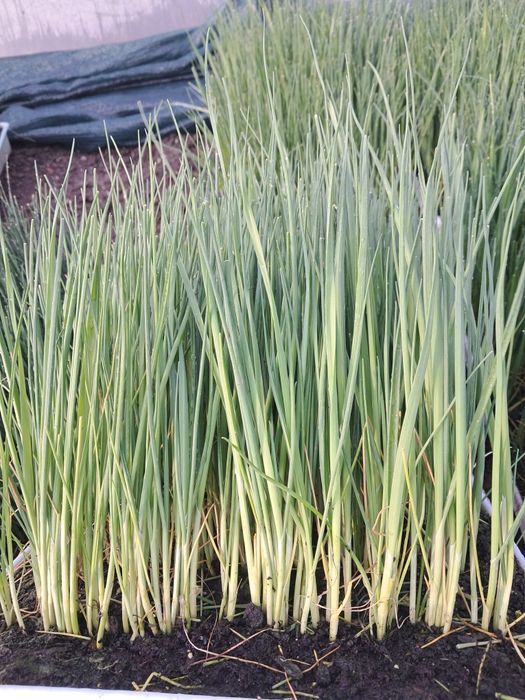 Rozsada pora na sezon 2026