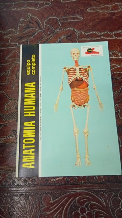 Conjunto jogo Boneco Corpo humano anatomia corporal