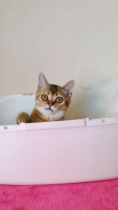 Британский котик,золотое золнышко,которое покорит ваше сердце.
