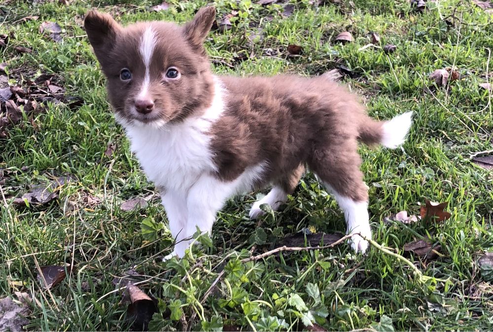 Малышка бордер колли