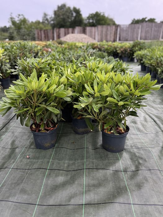 Rhododendron rozanecznik azalia