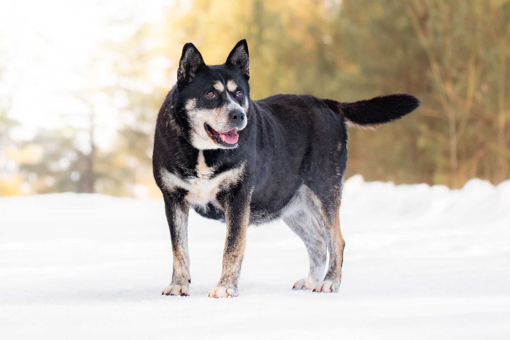 towarzyska i przytulaśna ANSIMA