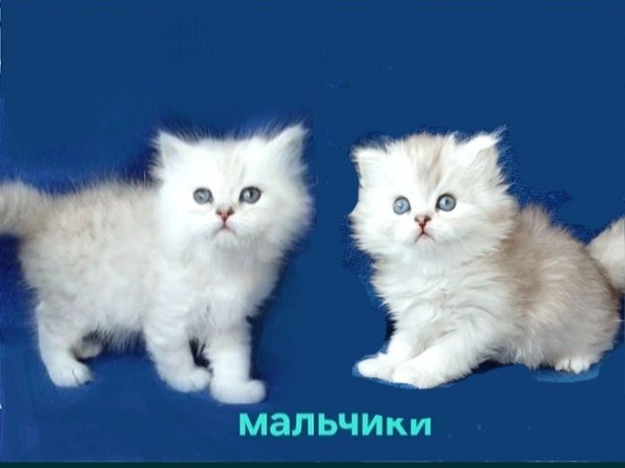 Серебристая шиншилла длинношерстные британские