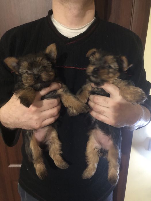 Цуценята , щенки йоркширский терʼєр