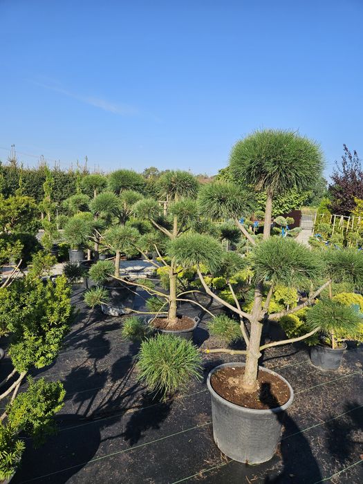 Tuja szmaragd 60-70cm,80-95,110-125cm