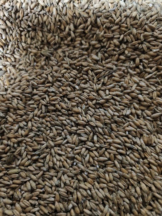 Sprzedam pszenżyto 2025