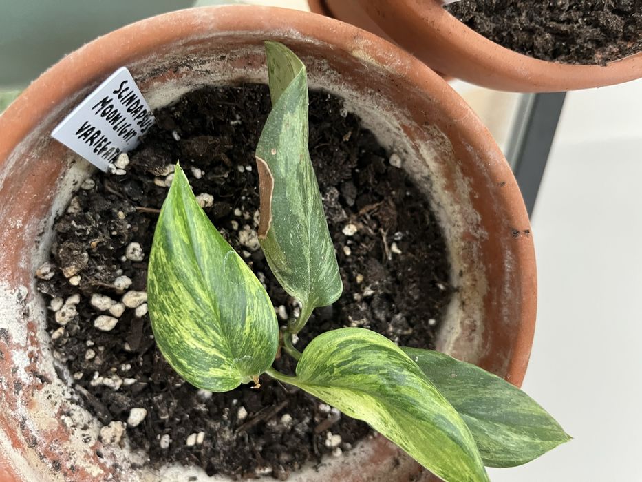 Scinadapsus moonlight vaiergata