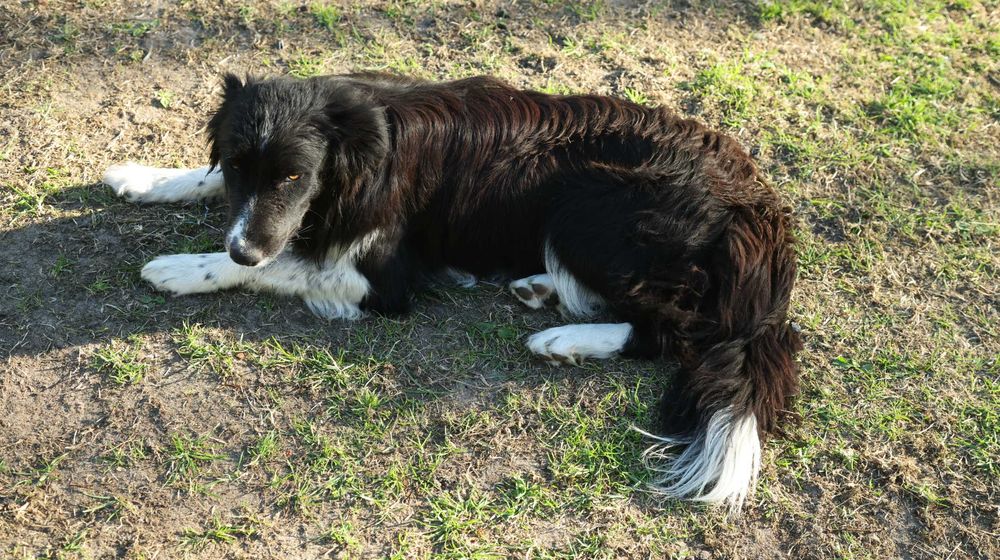 Pies rasowy Border Collie - samczyk Atos z rodowodem