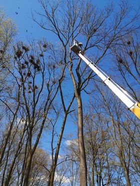 odsnieżanie dachów, usuwanie sopli  Wycinka i pielęgnacja•