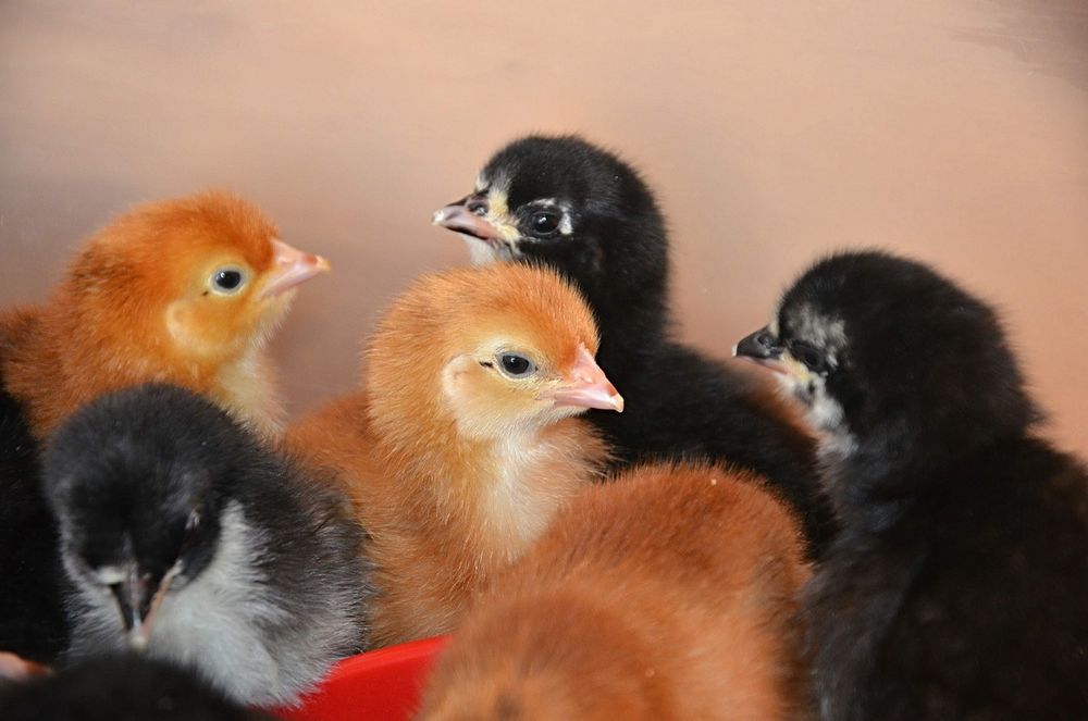 Продаю курчата,качки,гуси,індики,кури несучки,бройлер від 3 кг.