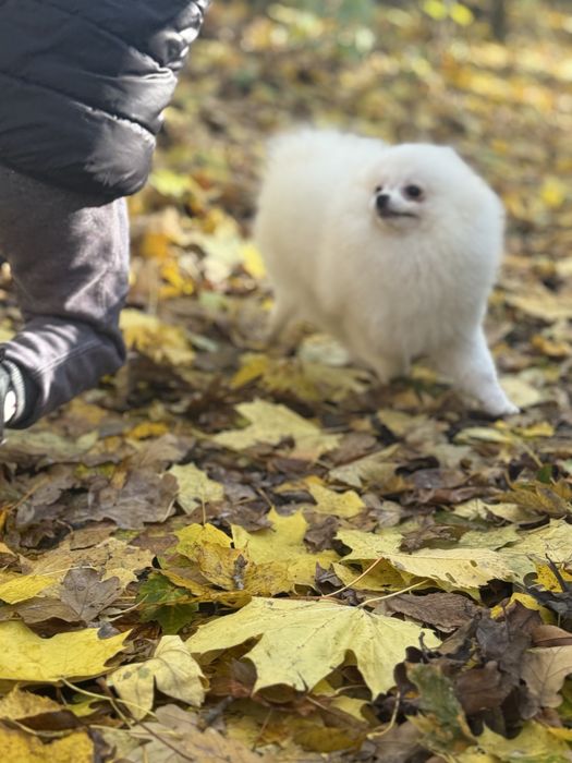 Померанський шпіц дівчинка міні