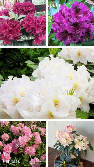 Рододендрон вічнозелений