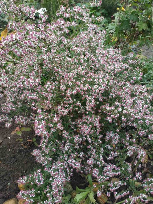 Багаторічні рослини та кущі