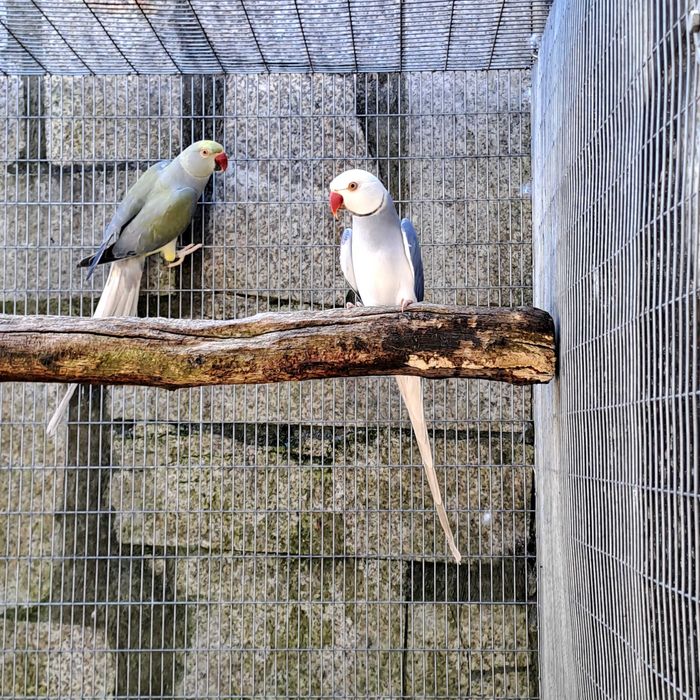 Ring necks Violetas CC (cleartail) e Malhados, para criar à mão.