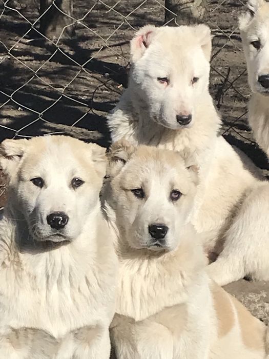 Цуценята чистокровного Алабая