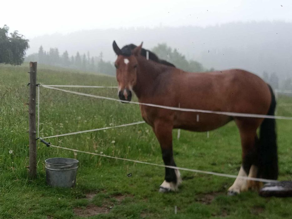 Sorzedam klacz zimnokrwista