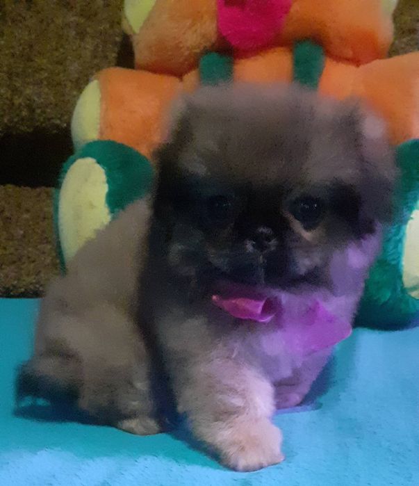 Малышка королевского пекинеса