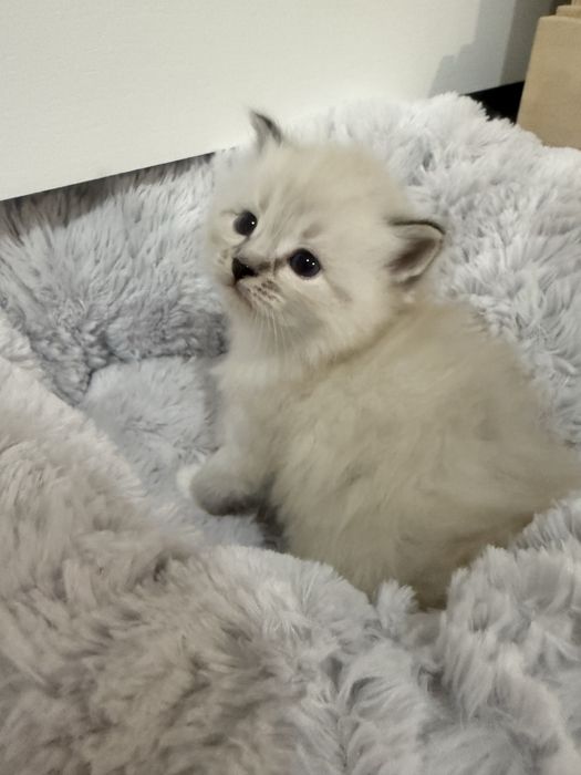 Kocurek syberyjski, neva masquarade po utytułowanych rodzicach