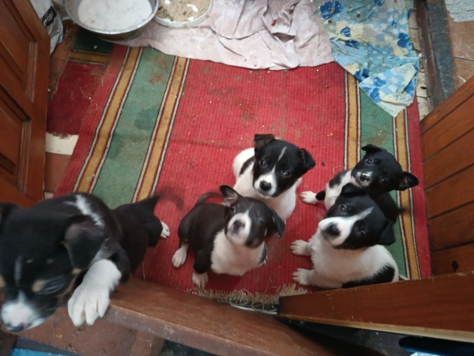 Собаки Безкоштовно