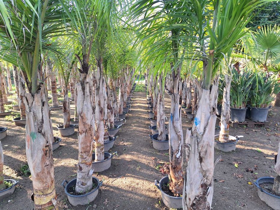 Coqueiros  Syagrus romanzoffiana