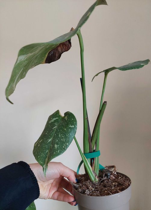 Planta Monstera Thai Constellation