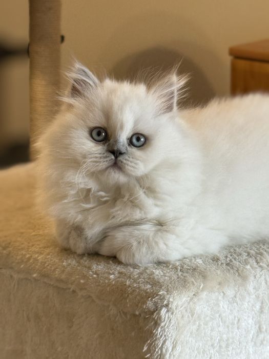 Kot Kociak Kotka Brytyjska RODOWÓD